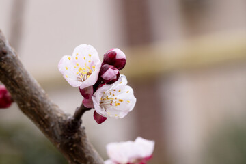 Spring Cherry Blossoms – Macro Photography of Blooming Flowers