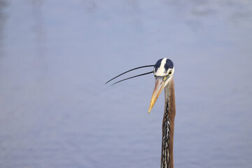 Great blue heron closeup headshot in a saltwater marsh on a sunny day. 