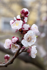 Macro Close-Up of Cherry Blossoms in Spring