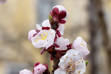 Cherry or Sweet Cherry Blossoms – Macro Spring Floral Background