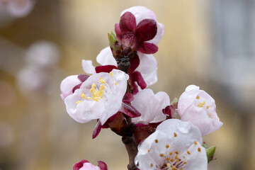 Macro Close-Up of Cherry Blossoms in Spring