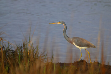 Great blue heron in the golden hour sunlight in a saltwater marsh. 
