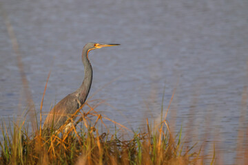 Great blue heron in the golden hour sunlight in a saltwater marsh. 