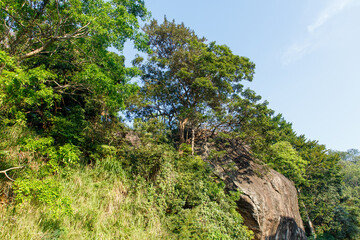 A lush green forest with a large tree in the middle