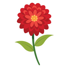 Zinnia flower vector isolated on white background