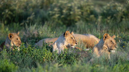 Panorama of multiple lionesses in the grass