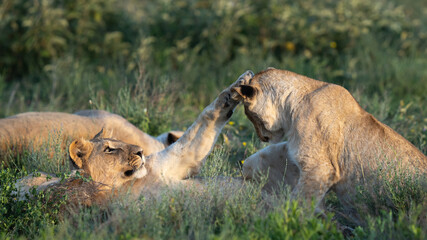 Two young lionesses playing in the grass