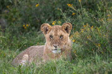 Lion cub lying in the grass at sunset