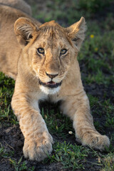 Young lion cub looking up at the camera