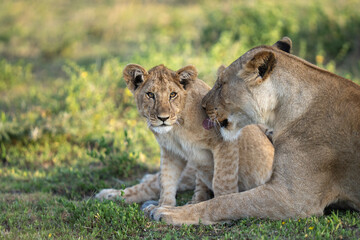 Lioness giving her cub a bath in the grass