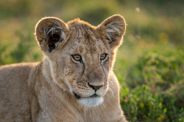 Close up portrait of a lion cub