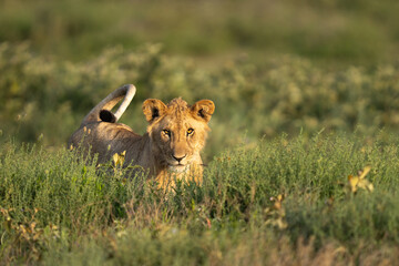 Young male lion standing in the grass