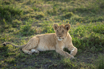LIon cub at sunset in the grass