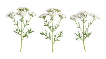 Three delicate white yarrow flower sprigs with fern-like foliage stand isolated on a clean transparent background for design.