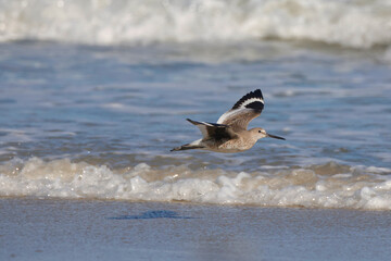 Sandpiper in flight in surf. 
