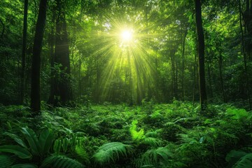 Fototapeta premium Sunlight filtering through lush green forest canopy