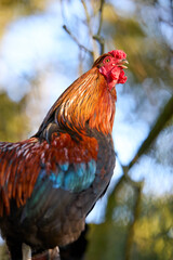 A vibrant rooster with red, orange, and blue plumage sits proudly on a branch against a blurred background of trees and sky.