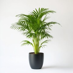 Fototapeta premium Lush areca palm plant displayed in a sleek dark pot on a plain setting isolated on white background