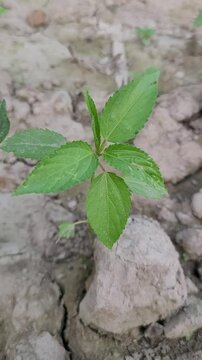small tree growup into the nature