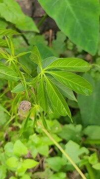 small tree growup into the nature
