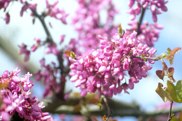 A walk through the spring botanical garden: the flowering of the Judas tree. Cercis siliquastrum in bloom: a close-up of a branch covered with bright pink flowers typical of the pea family.