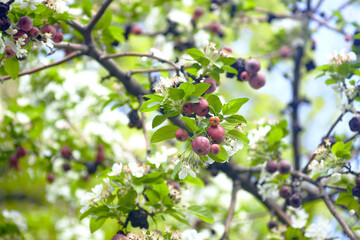 Small-fruited apple tree with last year's ripe red fruits and fresh foliage and white flowers, close-up. Spring in the village: details from the orchard. Growing fruits: several phases at one time.
