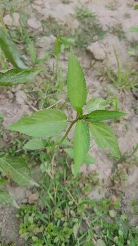 small tree growup into the nature