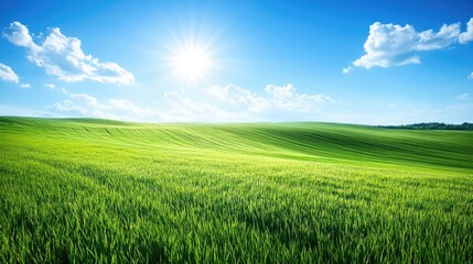 Fototapeta premium Rolling Green Hills Under a Bright Sunny Sky