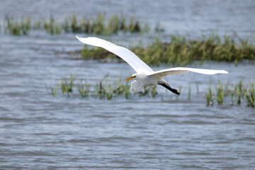 Brilliant white egret in flight over marsh on a sunny day. 