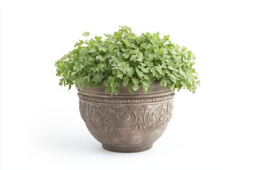 A green plant in a pot isolated on white background