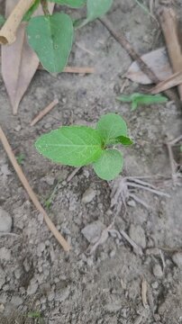 small tree growup into the nature