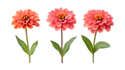 Pack of Zinnia Set Against Transparent Background for Floral Branding, Garden Promotion, or Nature Design Projects