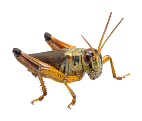 Catching grasshoppers in action nature habitat exploration. Isolated on transparent background, png.