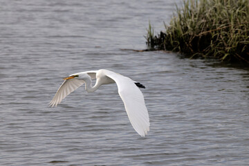 Majestic big white bird egret in flight on sunny spring day. 