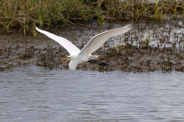 Majestic big white bird egret in flight on sunny spring day. 