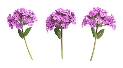 Fototapeta premium Three sprigs of wild thyme with small purple flowers are isolated on a transparent background for easy design use.