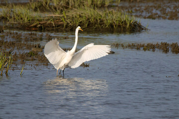 Majestic big white bird egret in flight on sunny spring day. 