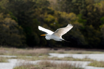 Obraz premium Majestic big white bird egret in flight on sunny spring day. 