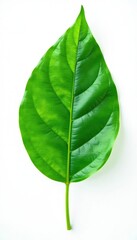 Obraz premium Green leaf isolated on white background with subtle texture, botanical, plant, isolated