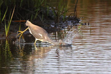 Great blue heron hunting for prey in saltwater marsh splashing. 