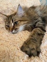 A relaxed cat sprawls out on a soft, textured surface. The feline appears comfortable and carefree,...