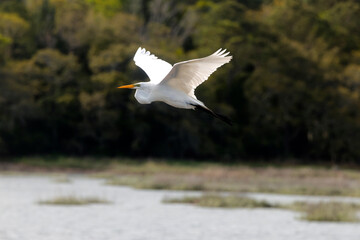 Majestic big white bird egret in flight on sunny spring day. 