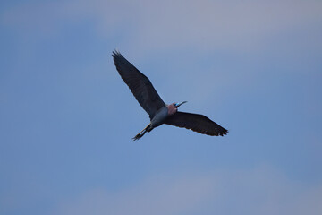 Little blue heron in flight on sunny spring day. 