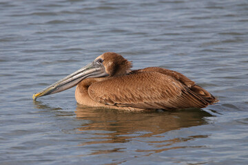 Brown pelican swimming in saltwater marsh eating gulping prey. 