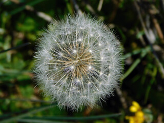 Fototapeta premium dandelion seed head