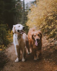 Obraz premium golden retriever dogs