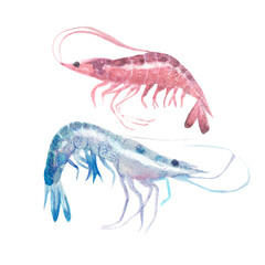 Watercolor Hand drawn Shrimp Set