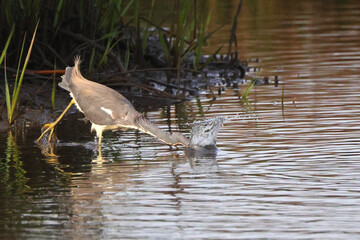 Great blue heron hunting for prey in saltwater marsh splashing. 