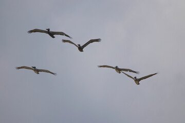 Flock of pelicans in flight. 