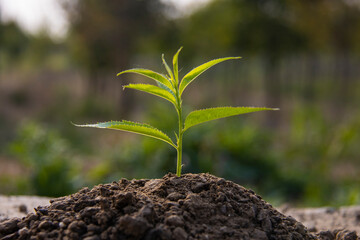 Growth, saplings, germination, development, sowing, growth, plants, planting, cultivation, temperature, humidity, soil, background